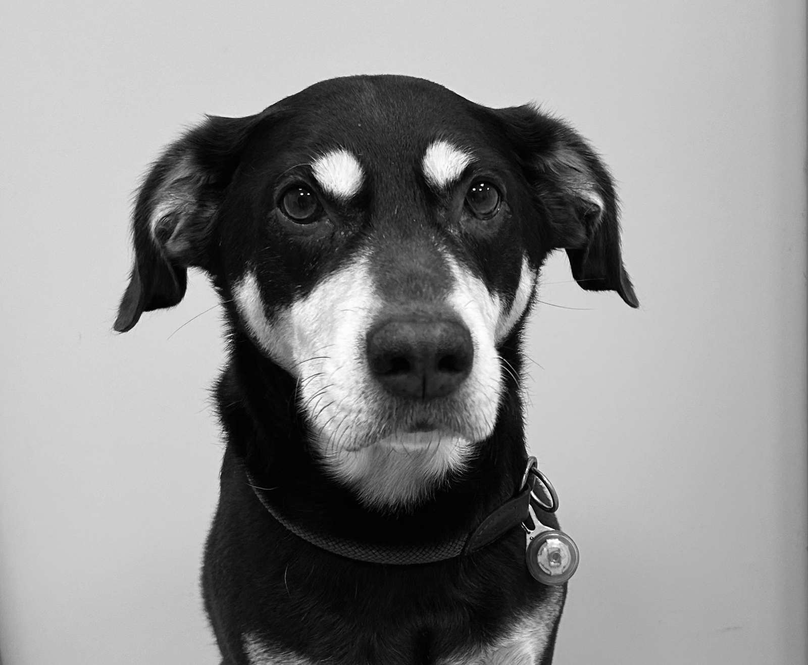 Bruno